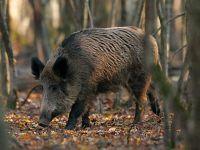 chasse